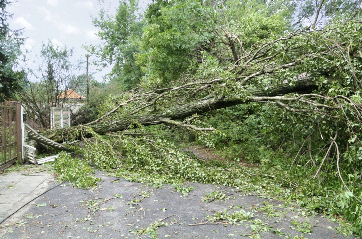 Emergency tree removal service for fallen trees in Altoona, PA