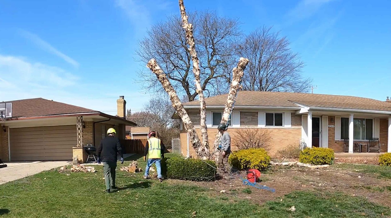 Tree cabling, bracing and structural support in Altoona, PA